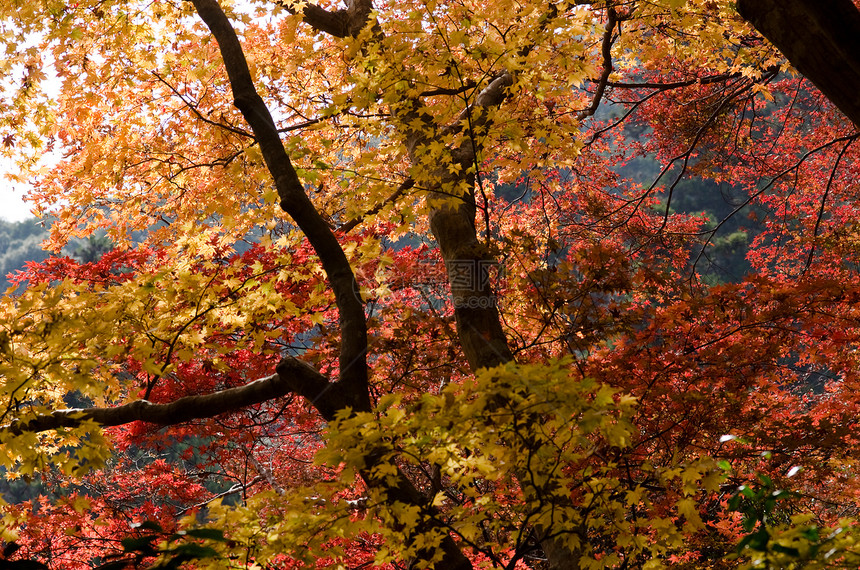 秋天在森林中的日本人墙纸旅行树叶森林植物叶子公园季节黄色花园图片