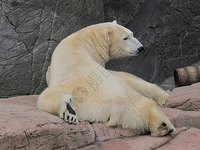 北极熊放松 乌苏斯·马里提穆斯高清图片
