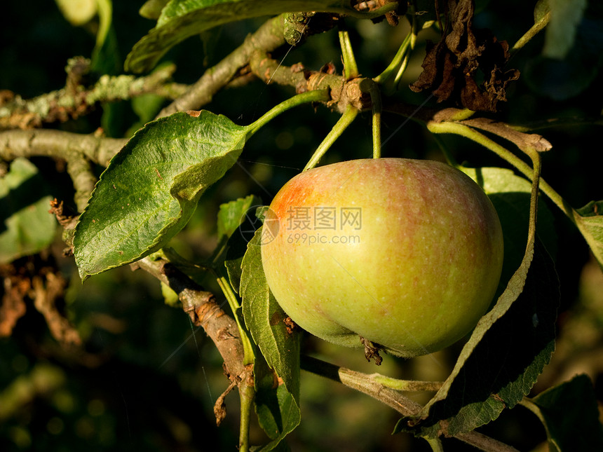 树上的苹果农场叶子园艺水果种植园果汁食物植物收成花园图片