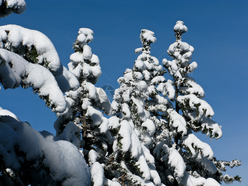 白雪森林美丽国家旅行公园蓝色天空滑雪白色黑色乡村图片
