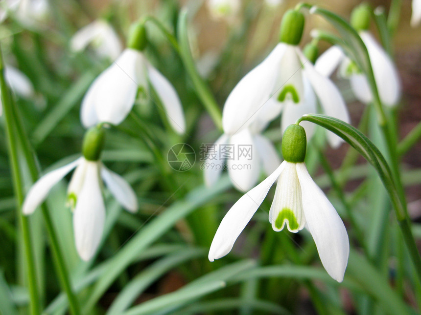 下雪滴阳光花园森林花瓣环境花序草地植物群树叶植物学图片