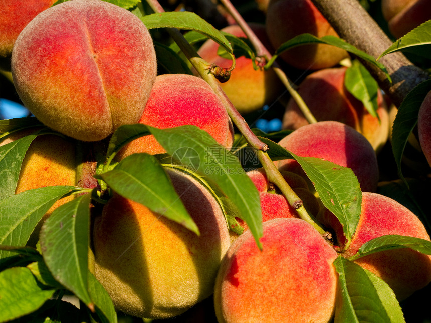 树上的桃子园艺营养花园农场水果果味植物植物群橙子农业图片