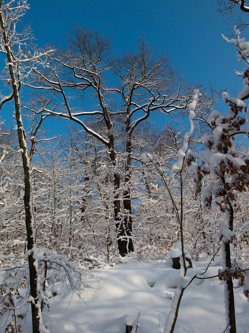 白雪森林美丽天气国家公园旅行季节天空山毛榉蓝色图片