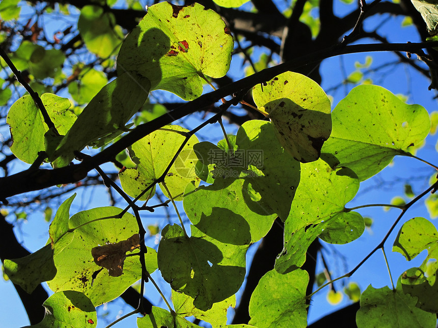 背光中的树叶绿色阳光活力宏观紫荆环境蓝色天空森林荒野图片