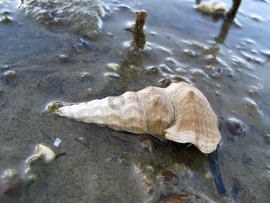 海贝壳热带生物学漩涡曲线螺旋生活条纹蜗牛软体海浪图片