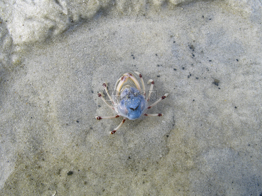 Mictyris 长动物螃蟹海岸野生动物生活贝类潮汐多样性甲壳海鲜图片