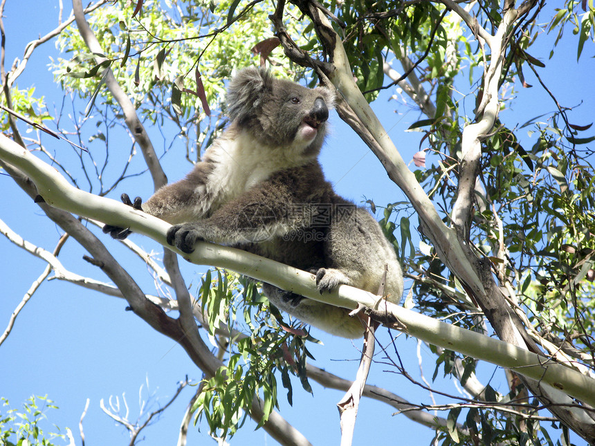 Koala在树上灰色哺乳动物考拉苏醒野生动物蓝色桉树天空荒野动物图片