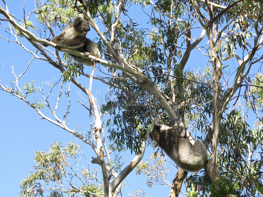 Koala在树上树叶哺乳动物栖息地噬菌体天空桉树蓝色灰色环境考拉图片
