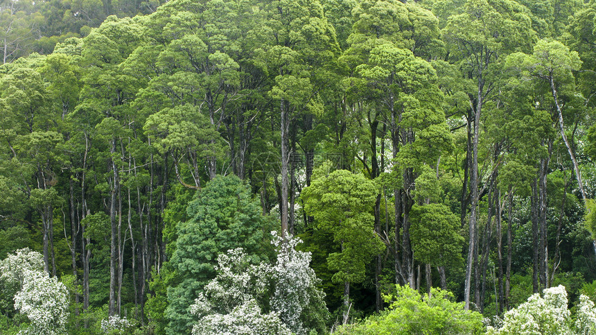 从上面可以看到的澳洲雨林植被植物学生长荒野栖息地热带丛林天篷棕榈木头图片