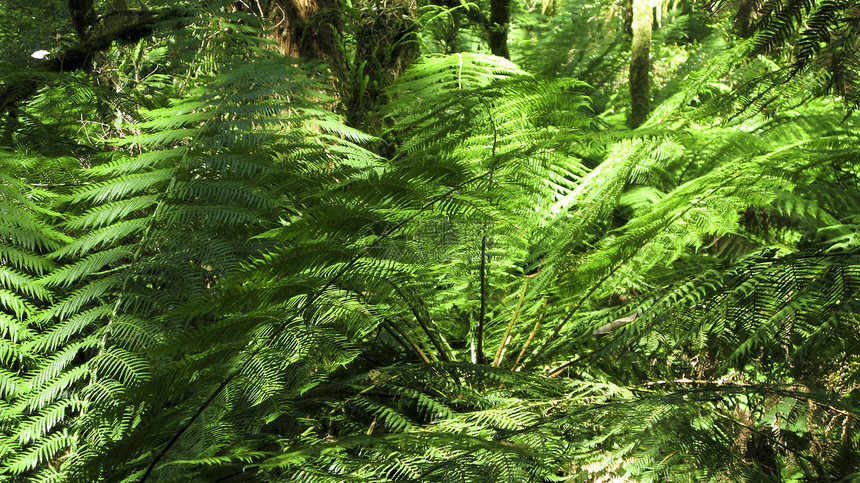 生长在雨林中木头棕榈植物群树叶蕨类栖息地热带荒野生态植物图片