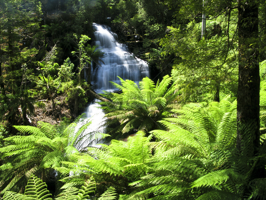 森林中的水滴落荒野植物群木头生活植物植物学蕨类栖息地环境热带图片