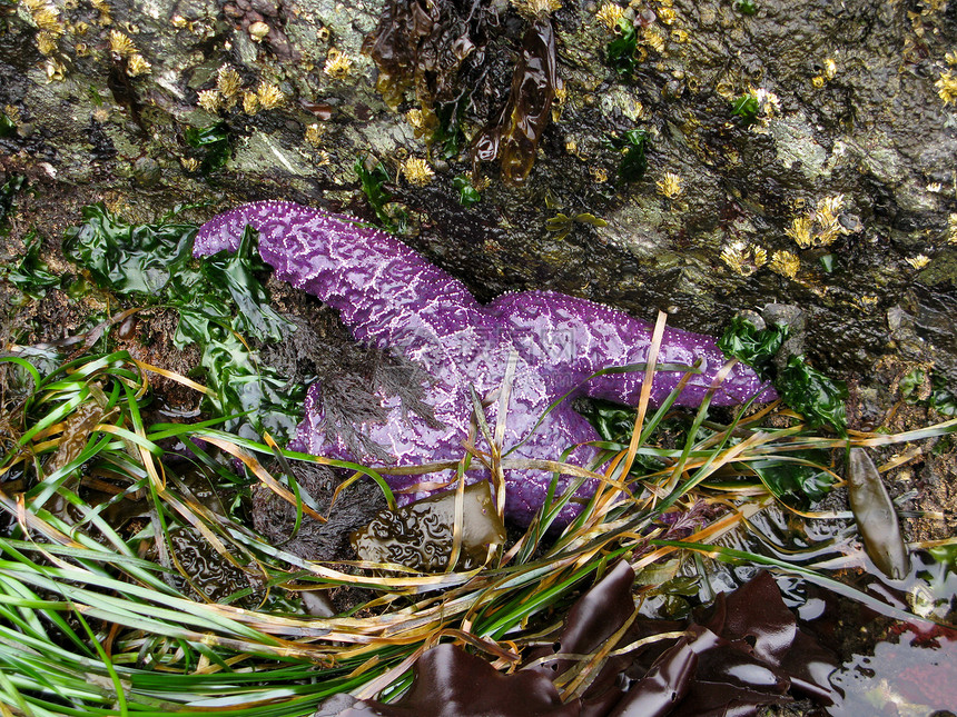 紫色海星图片