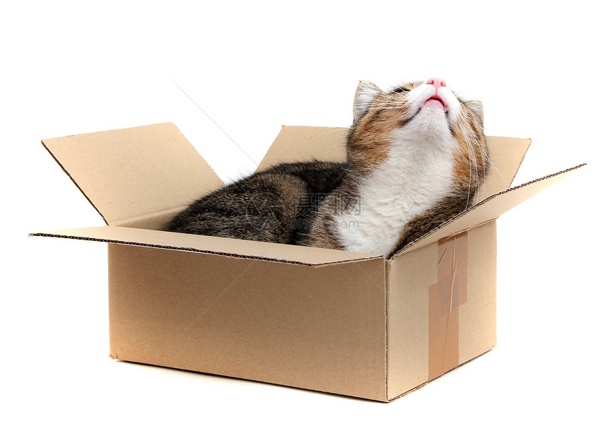纸箱中的小猫眼睛动物包装箱搬迁邮箱惊喜猫咪邮政运输案件图片