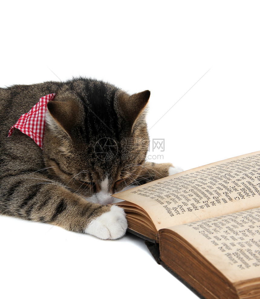 小猫咪 有带斑马 和一本旧书图片