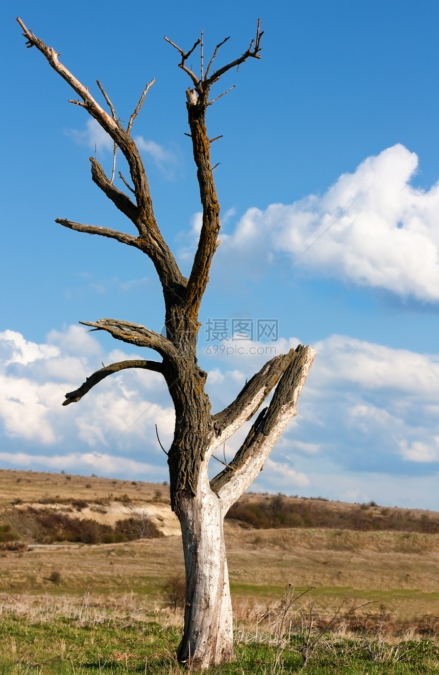 死树木头场地蓝色植物天空树干公园孤独生长沙漠图片