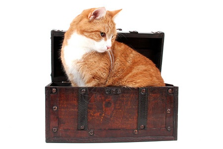 藏宝箱中甜甜的红猫背景图片