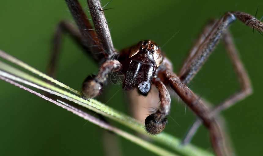 蜘蛛闭合捕食者眼睛动物白色宏观荒野生物漏洞头发身体图片