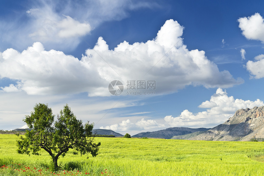 横向景观谷物乡村黄色天空蓝色图片