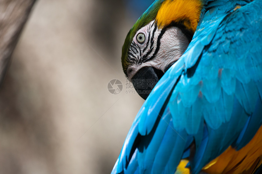 蓝色和黄黄色的麦考在一棵树上荒野翅膀红色金刚鹦鹉丛林鸟类宠物眼睛鹦鹉绿色图片