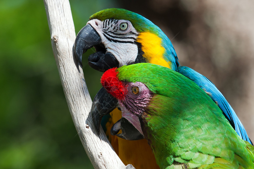 两个Macaw在一棵树上黄色鸟舍金刚鹦鹉荒野情调鹦鹉异国动物群丛林宠物图片