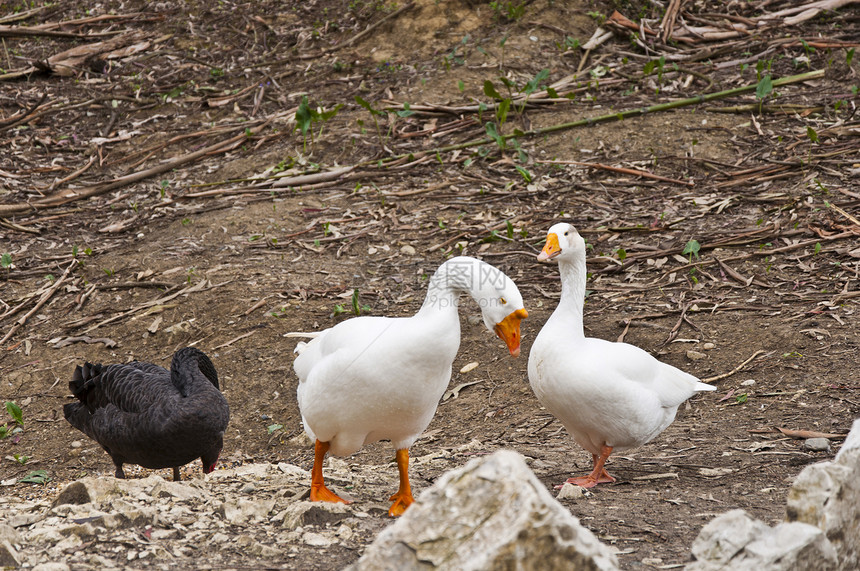 灰鹅鸟类身体移民羽毛野生动物脖子橙子公园水禽反射图片
