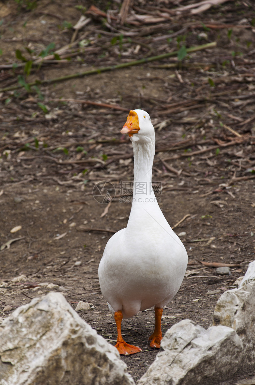 灰鹅动物群眼睛生活反射羽毛池塘荒野移民橙子翅膀图片
