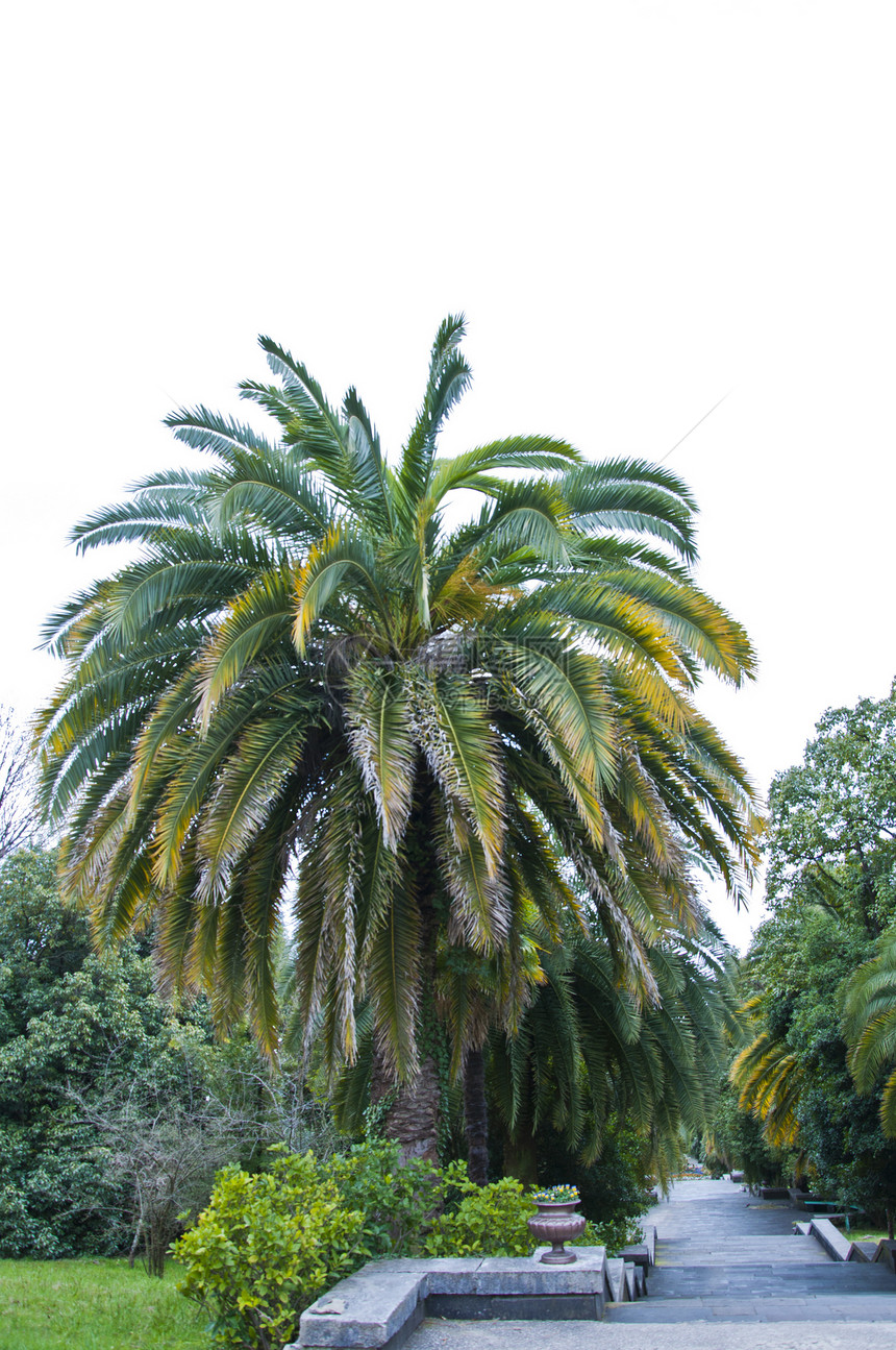 公园的摇篮树枝树叶灌木绿色晴天棕榈黄色图片