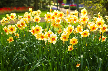 春天公园的黄水仙子背景