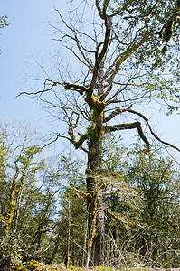 森林植物遗迹园艺夹子生长植被刀片苔藓矿业植物学背景图片