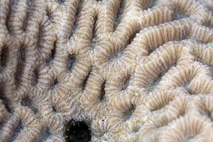 红海发现的珊瑚质地蓝色异国海洋生活热带情调潜水盐水图片