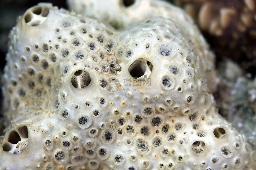 红海发现的珊瑚质地热带海洋异国情调盐水生活潜水蓝色图片