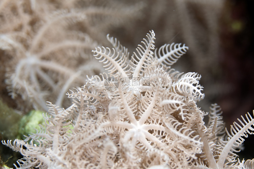 红海的热带异国羽毛状海洋潜水蓝色盐水情调生活图片