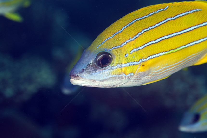 红海的蓝鱼生活盐水潜水情调异国蓝色热带海洋图片
