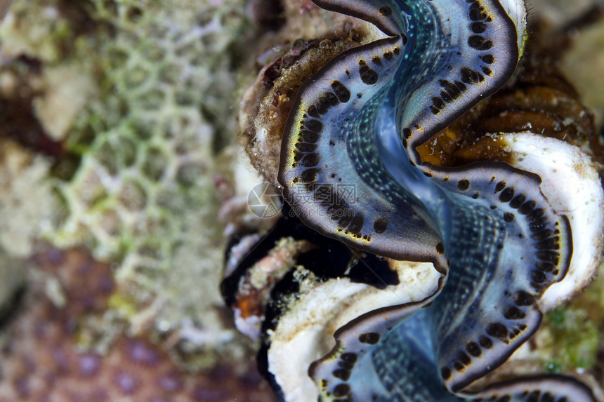 红海的巨型蛤图片