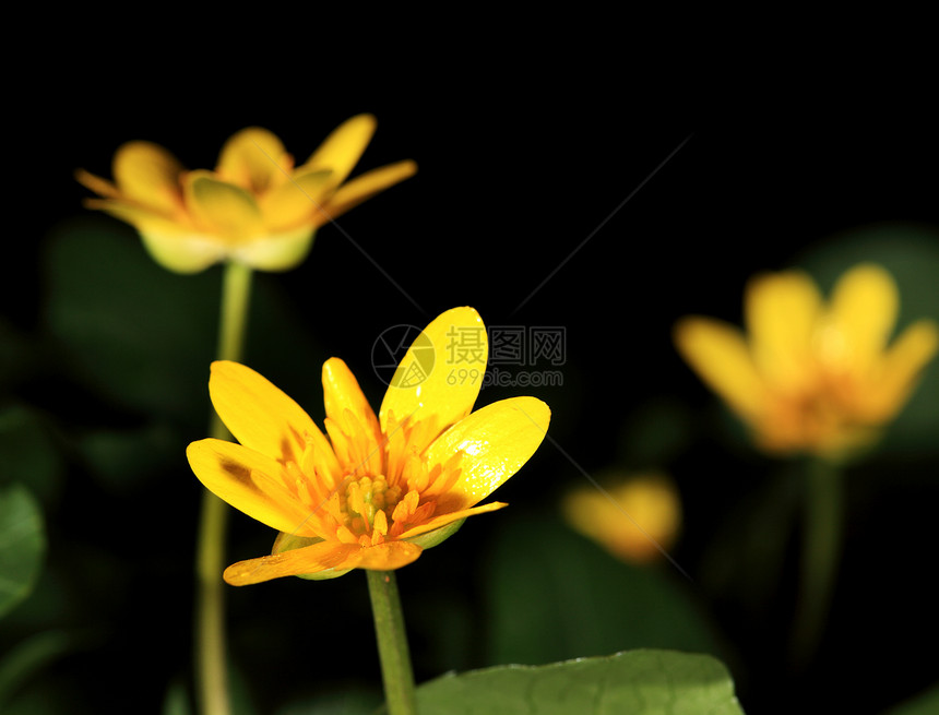 黄花的春花盛开图片