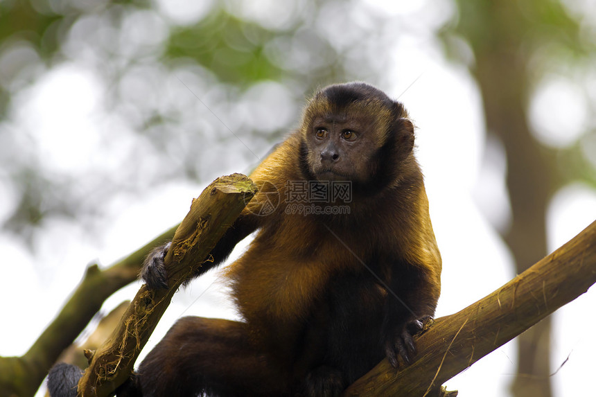 布朗卡普钦猴野生动物棕色荒野动物黑帽灵长类森林哺乳动物簇绒卷尾图片
