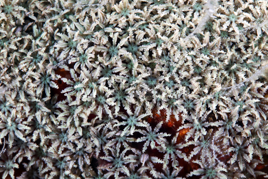 红海珊瑚的详情蓝色生活海洋盐水热带潜水情调异国海草图片
