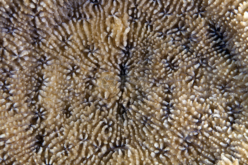 红海珊瑚的详情潜水海洋盐水蓝色异国情调热带生活海草图片