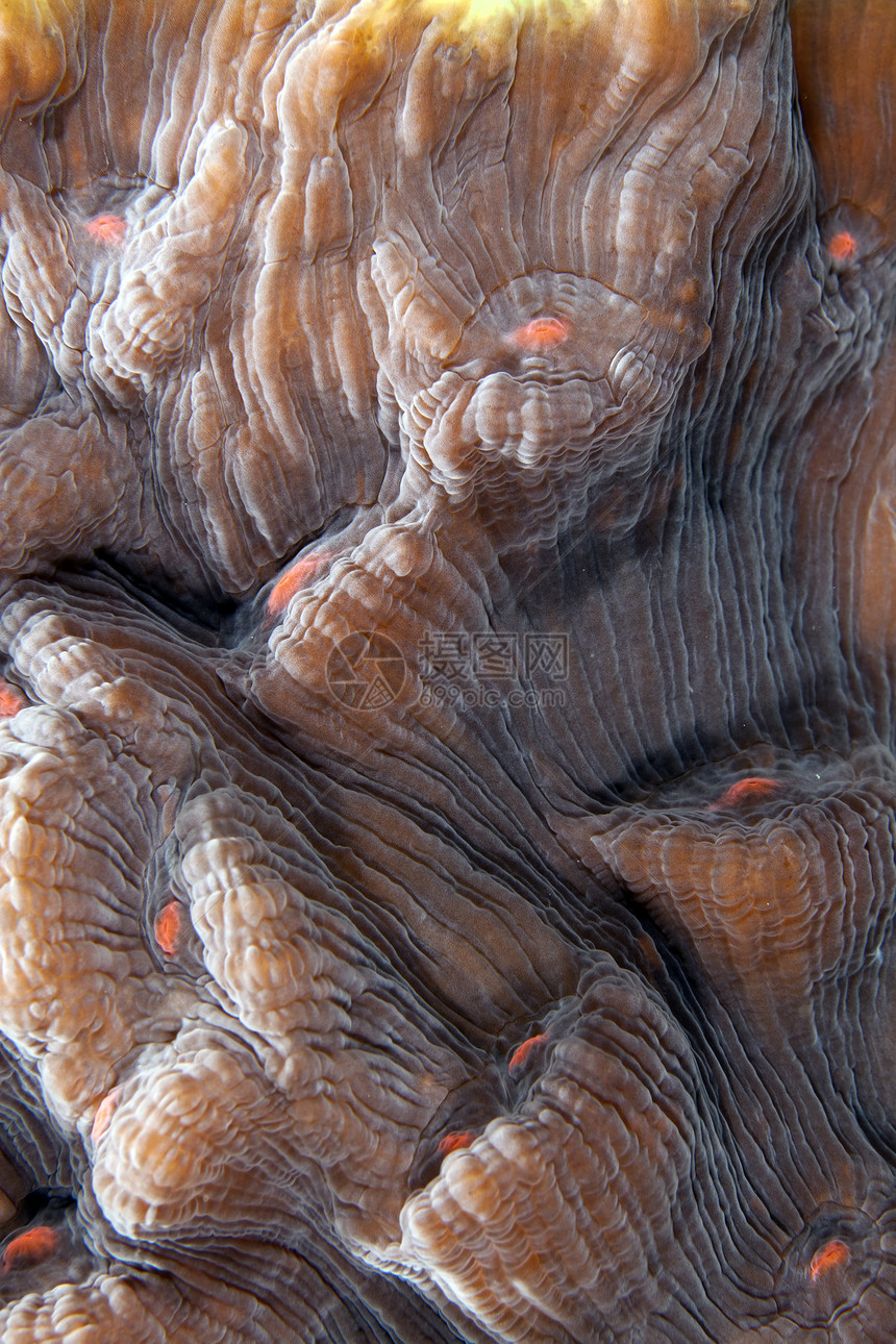 红海珊瑚的详情潜水热带情调盐水海草异国生活海洋蓝色图片