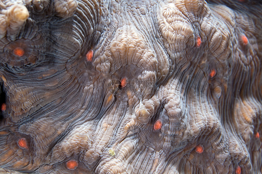 红海珊瑚的详情海洋异国海草盐水热带潜水生活情调蓝色图片