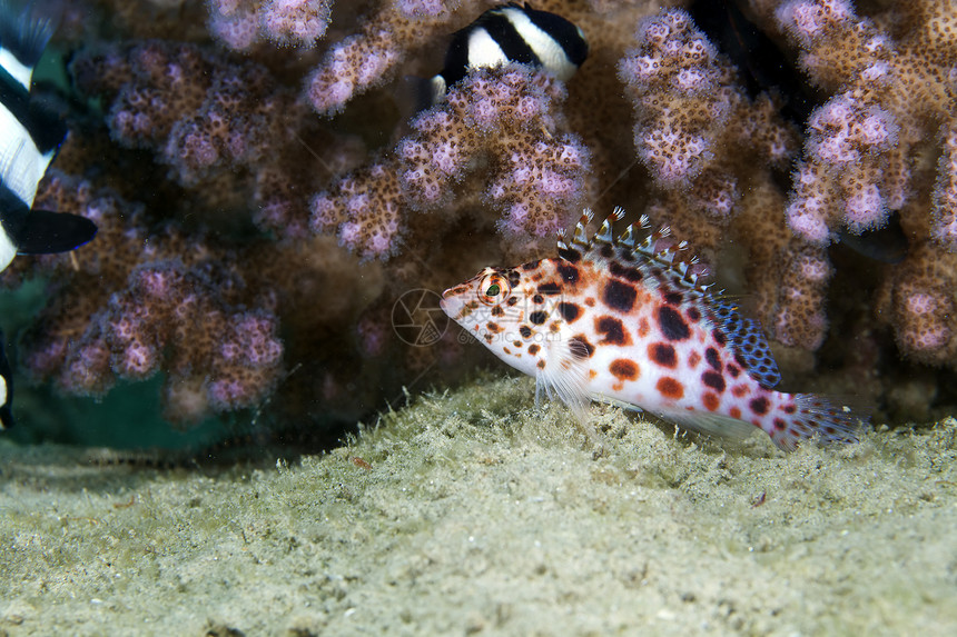 红海的凤尾鱼异国盐水蓝色情调潜水生活热带海洋图片