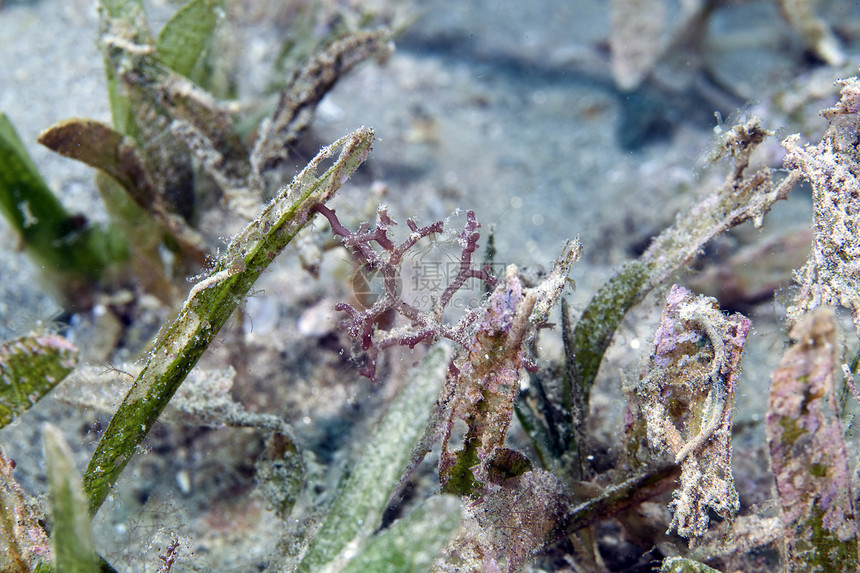 红海海中海草珊瑚生长详情图片