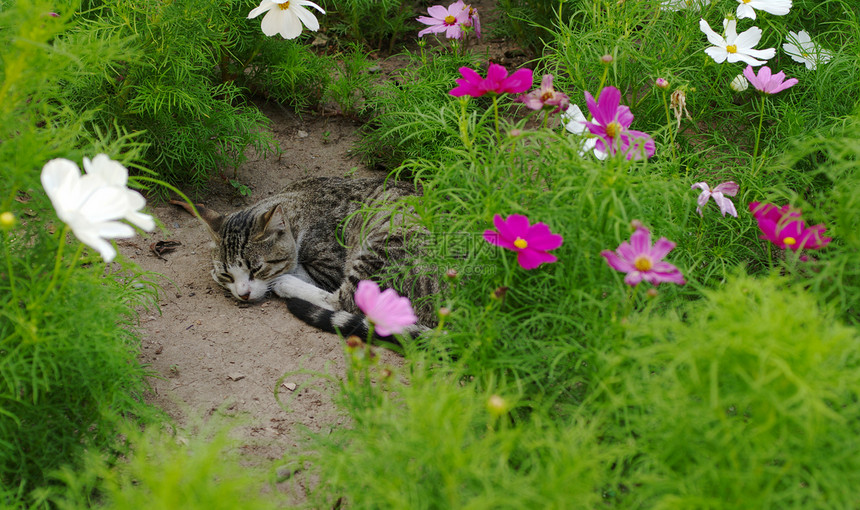 花朵之间睡着的斯特拉特猫图片