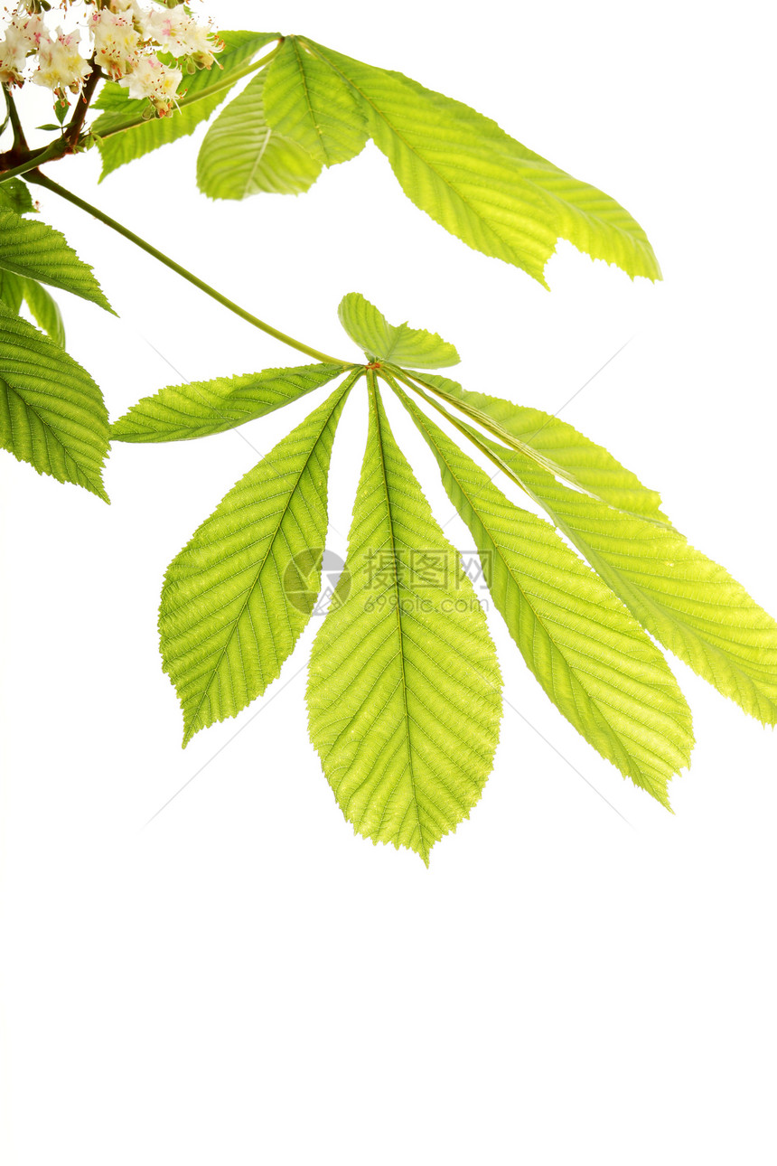 新鲜栗叶生长树木植物群植被季节植物绿色板栗植物学季节性图片