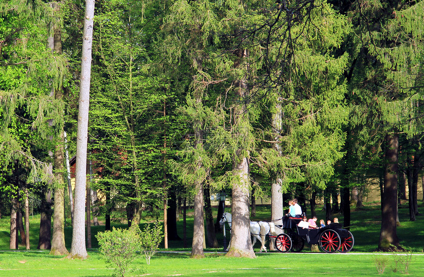 在树林里叶子农村绿色植物蓝色生长高尔夫球场地公园国家天空图片