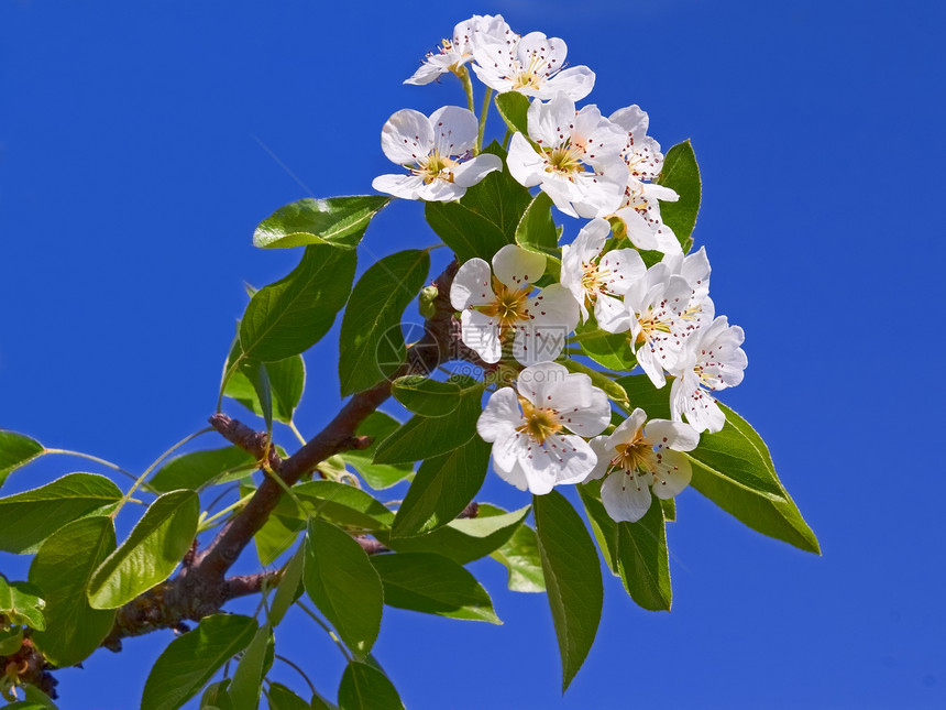 鲜花苹果分支特写图片