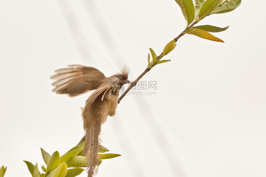 分散鼠鸟灰褐色树叶斑点野生动物长尾枝条图片