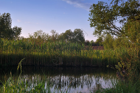 夏季钓鱼池塘宁静的夏季河全景荷花反射植物群香蒲水坑花园叶子钓鱼场景背景