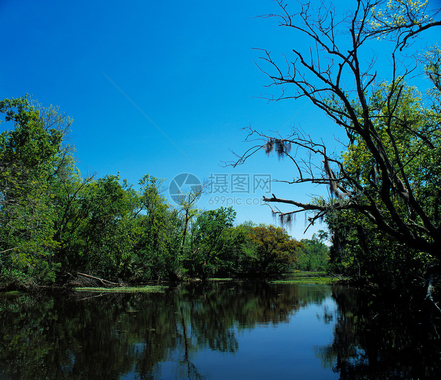 蓝河河口天空反射分支机构森林荒野沼泽地环境独木舟蓝色图片