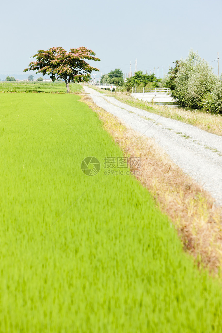 意大利皮埃蒙特大米田小路植被国家农业农村植物外观场地乡村图片